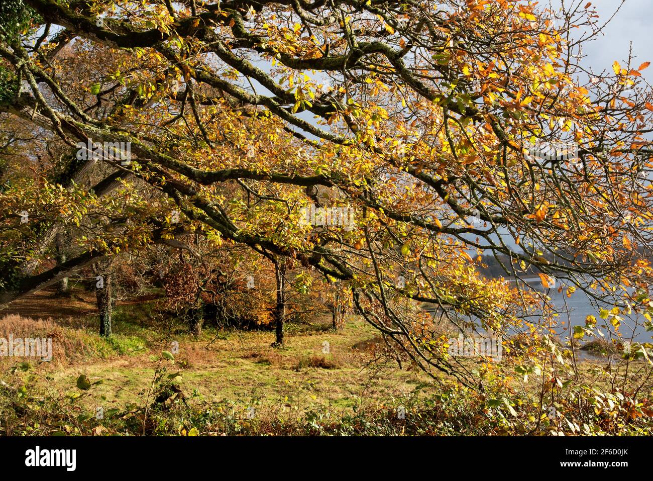 Bella stagione autunnale nel parco in una giornata di sole Foto Stock