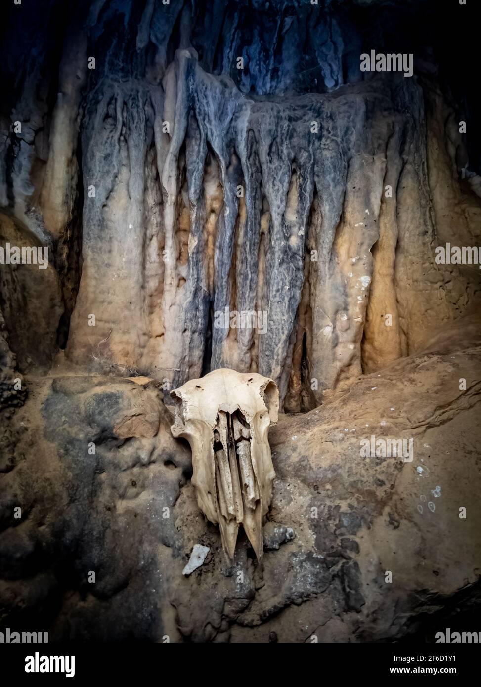Cranio all'interno della grotta sotto la parete stalattitica Foto Stock