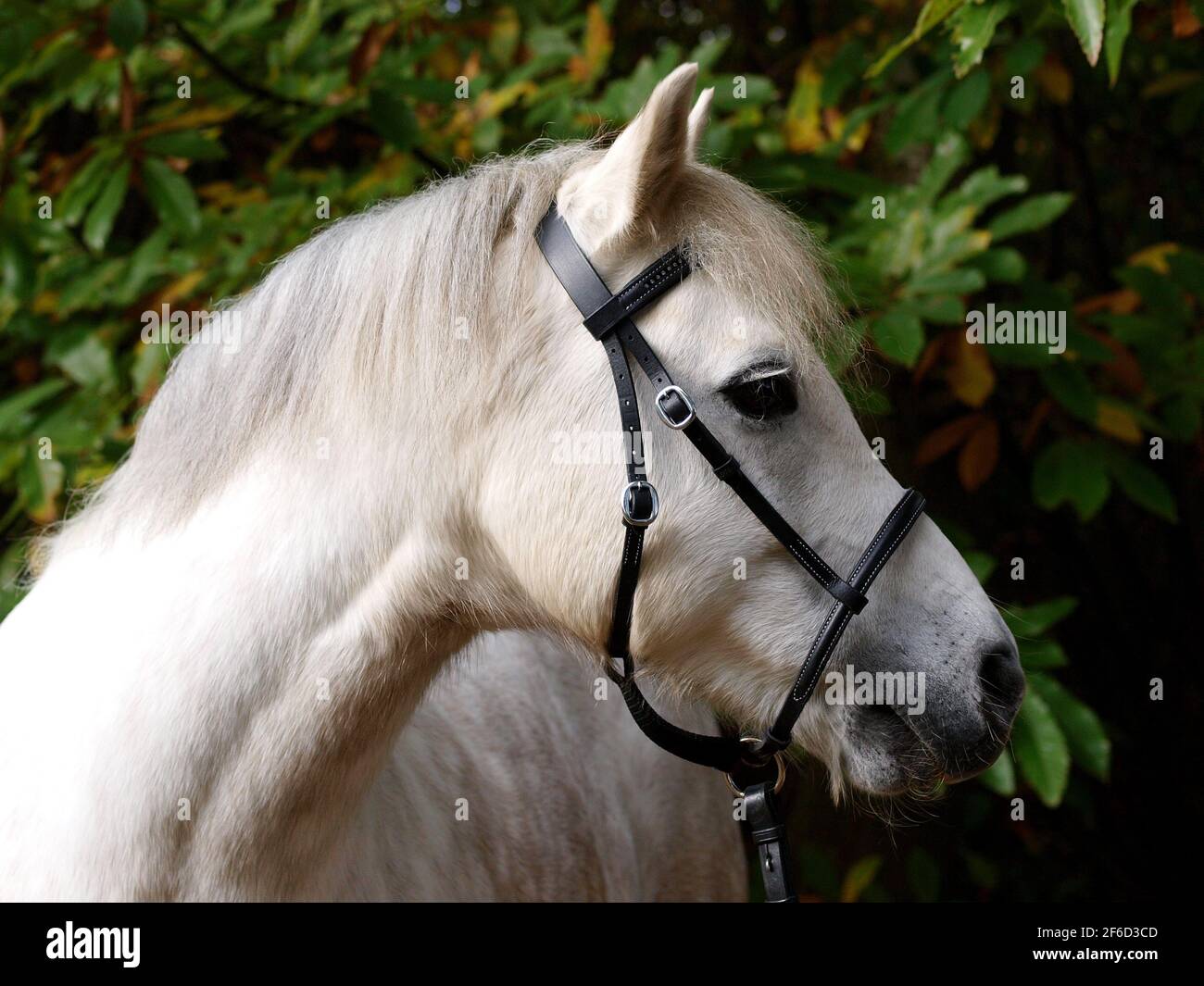 Un colpo di testa di un grazioso pony grigio all'aperto. Foto Stock