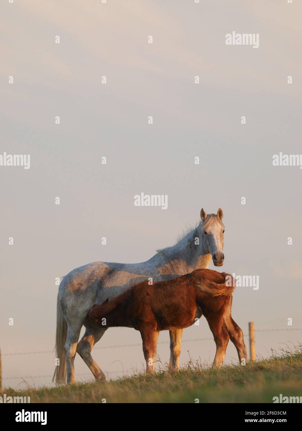 Un mare adottivo con la sua rara razza Suffolk Punch foal. Foto Stock