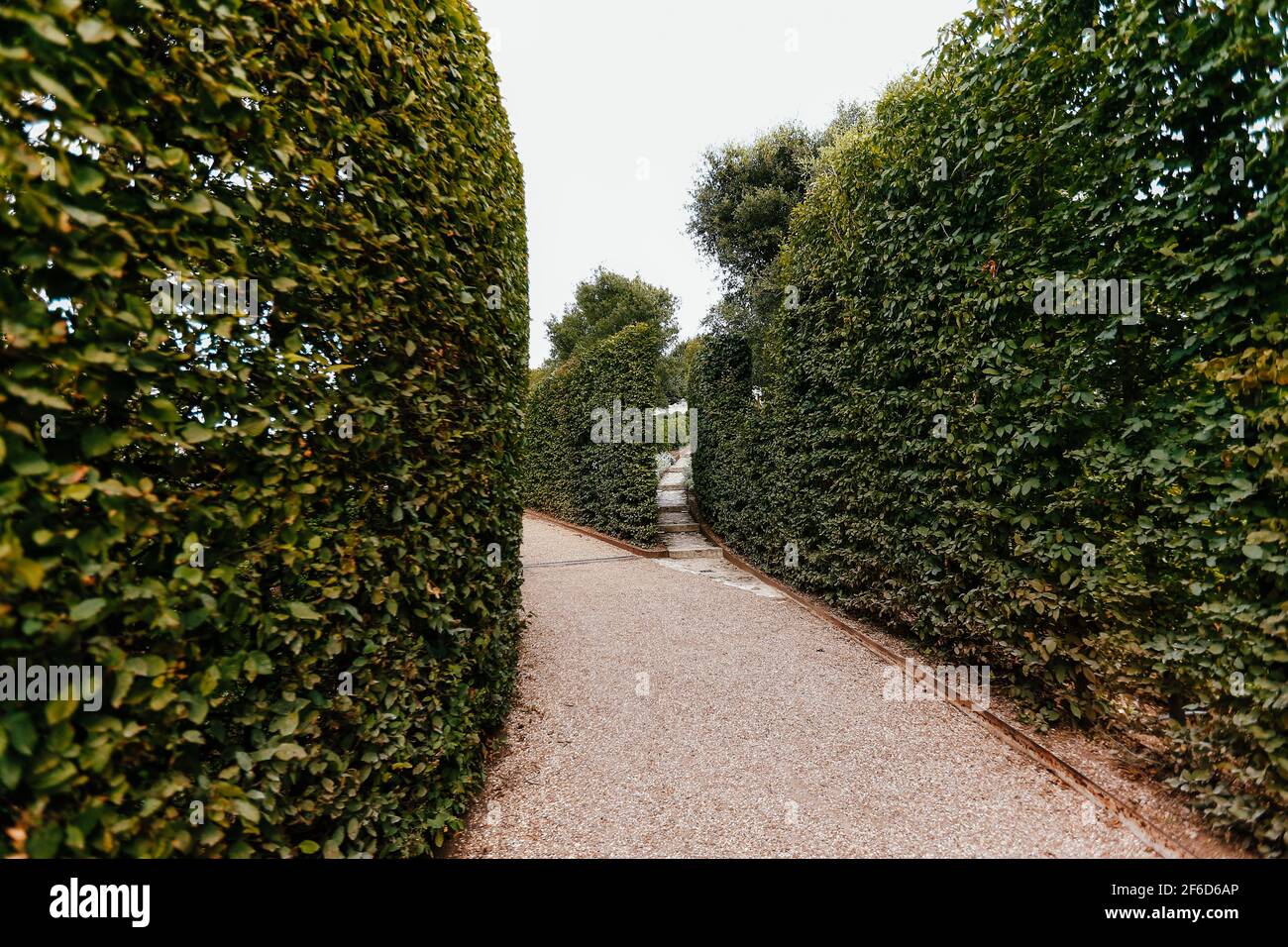 Alte pareti di cespugli verdi intorno al sentiero dei piedi nel parco. Foto di alta qualità Foto Stock