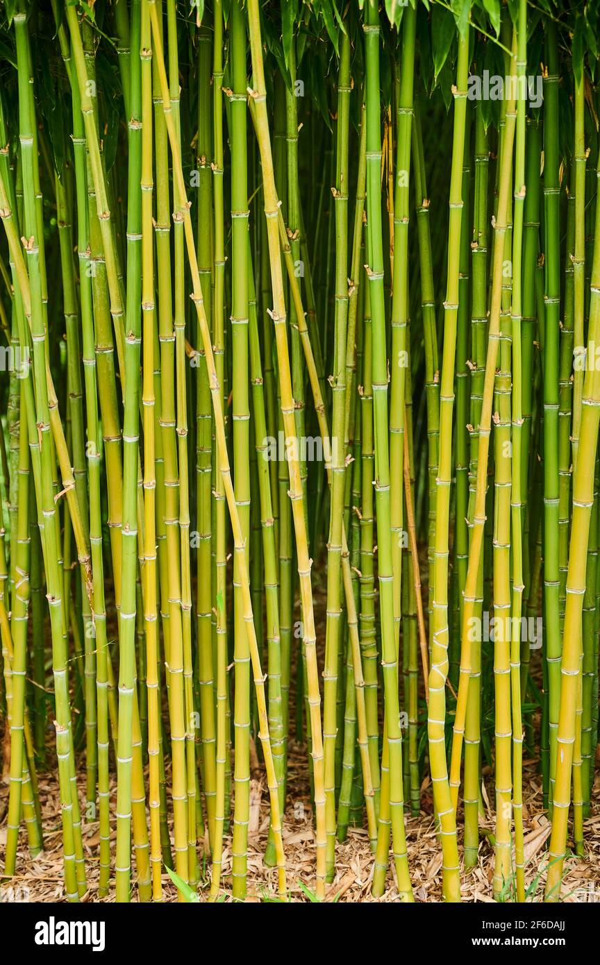 Foresta di Bamboo ,steli verdi e foglie. Foto Stock