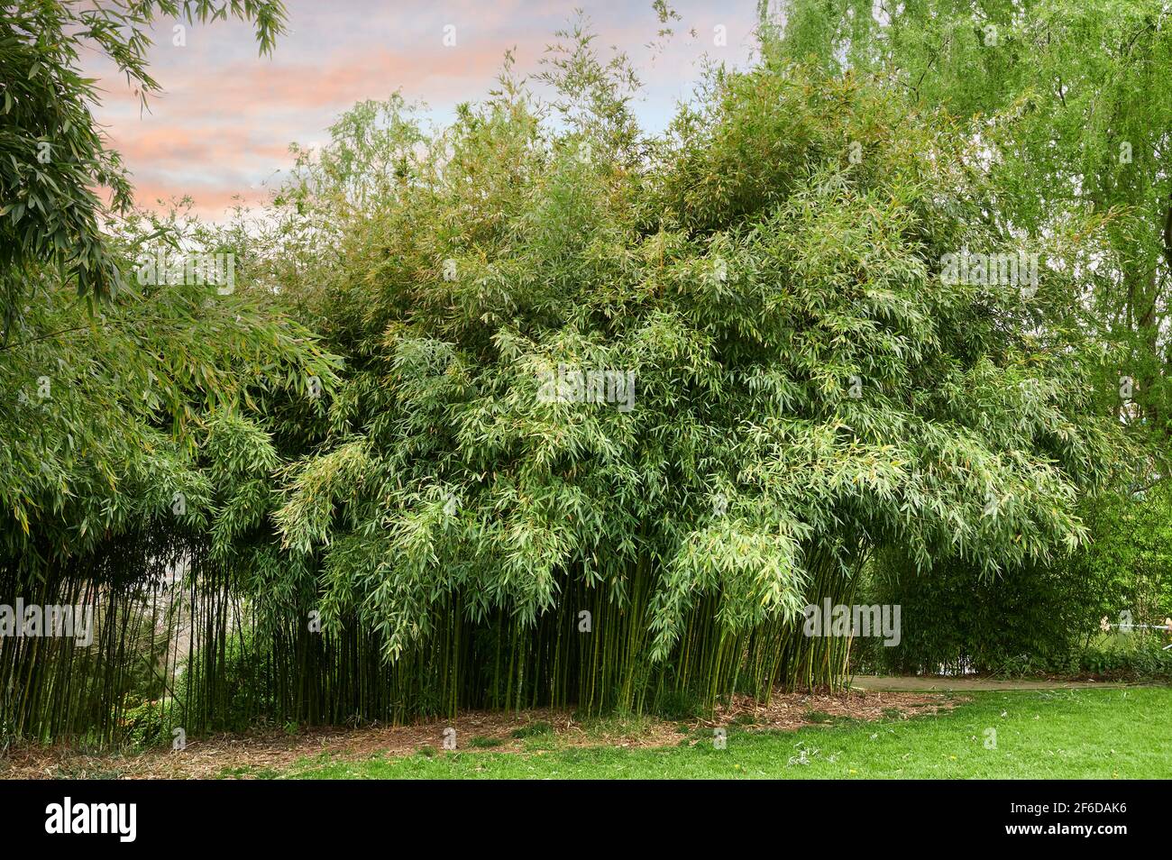 Foresta di Bamboo ,steli verdi e foglie. Foto Stock