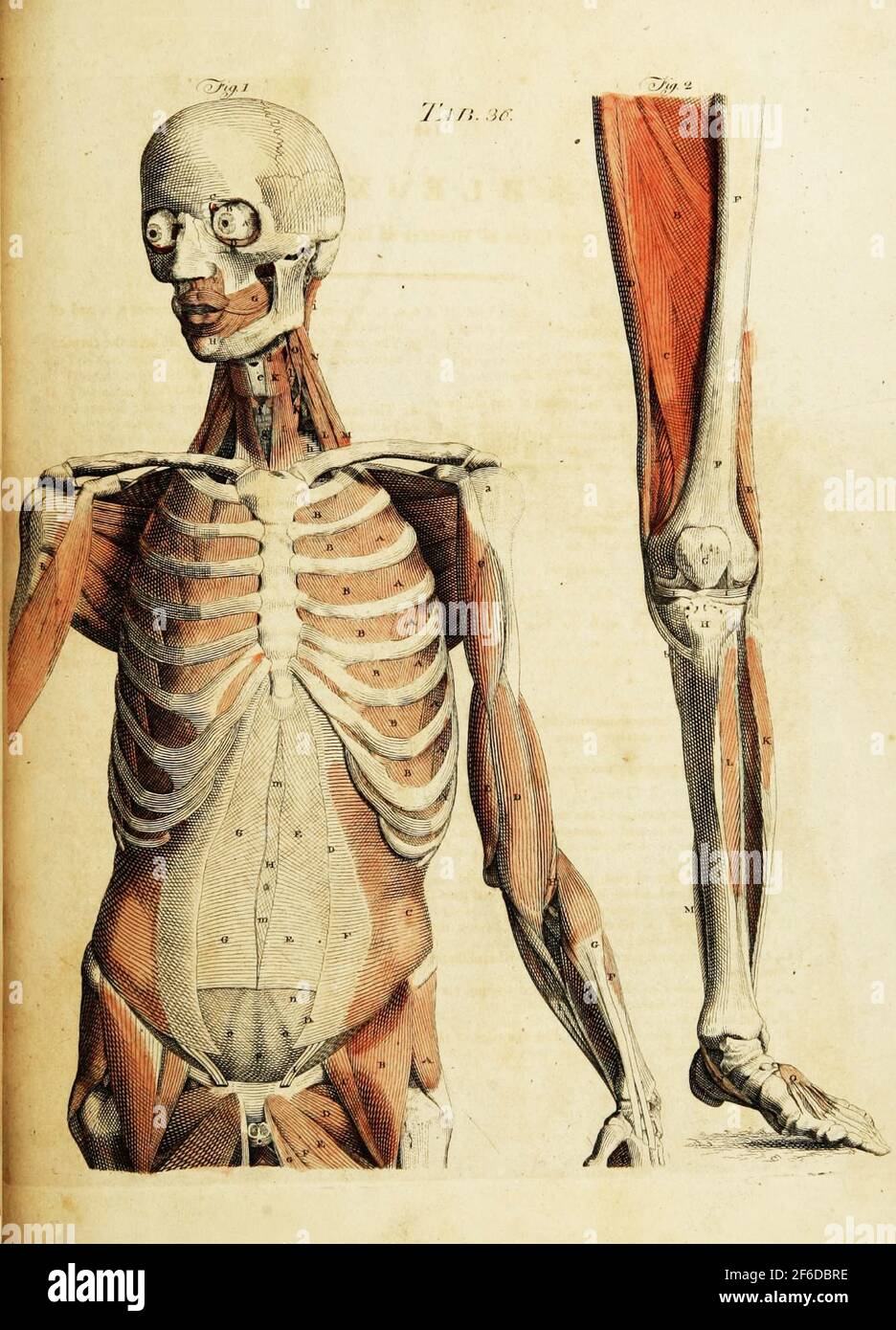 Grafica anatomica vintage Foto Stock