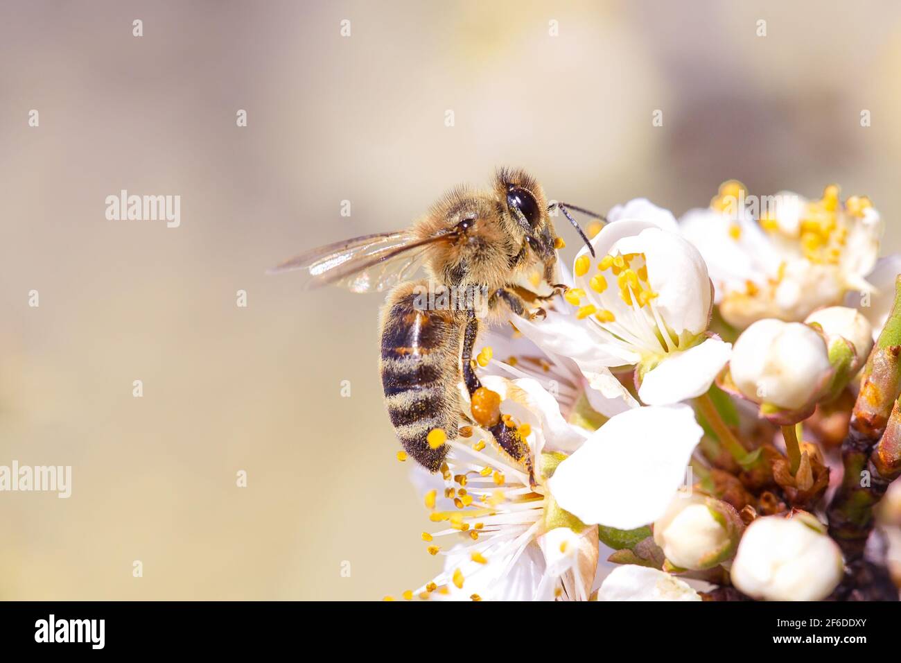 Ape di miele che raccoglie polline di ape da fiore bianco. Ape raccolta miele. Foto Stock