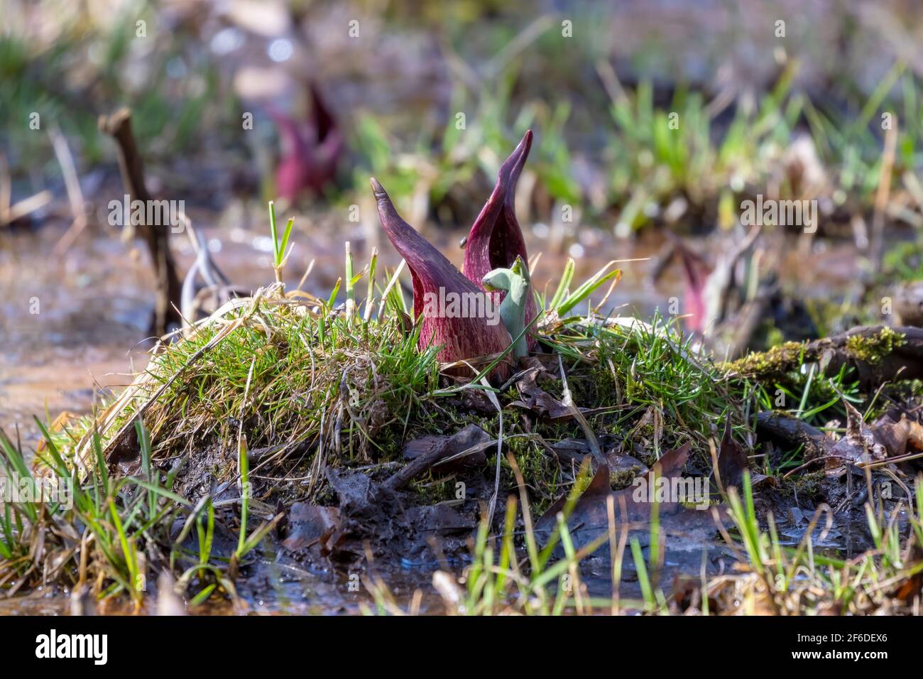 Il cavolo di Skunk (Symplocarpus foetidus) è una delle prime piante autoctone a crescere e fiorire all'inizio della primavera nel Wisconsin. Foto Stock