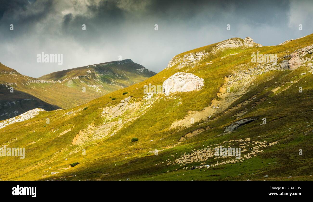 Un gregge di pecore nelle montagne dei Carpazi negli ultimi giorni d'estate, approfittando del bel tempo Foto Stock