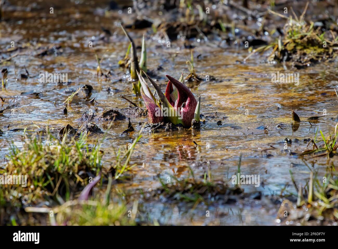 Il cavolo di Skunk (Symplocarpus foetidus) è una delle prime piante autoctone a crescere e fiorire all'inizio della primavera nel Wisconsin. Foto Stock