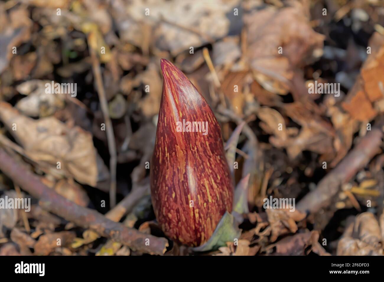 Il cavolo di Skunk (Symplocarpus foetidus) è una delle prime piante autoctone a crescere e fiorire all'inizio della primavera nel Wisconsin. Foto Stock