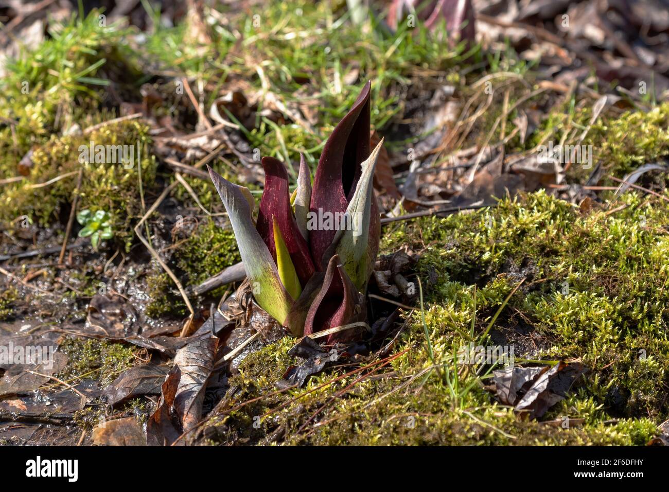 Il cavolo di Skunk (Symplocarpus foetidus) è una delle prime piante autoctone a crescere e fiorire all'inizio della primavera nel Wisconsin. Foto Stock