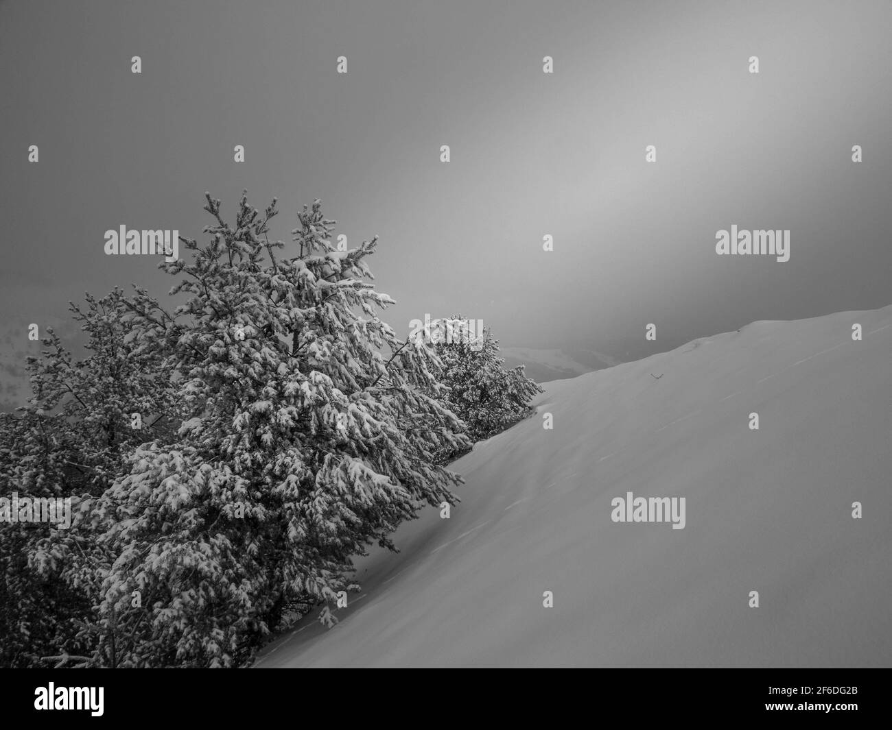 Un paesaggio invernale di un pino con un raggio di luce che si illumina Foto Stock
