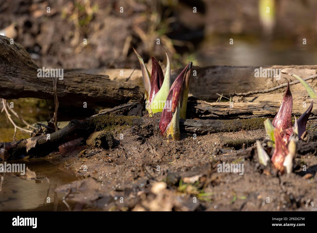 Il cavolo di Skunk (Symplocarpus foetidus) è una delle prime piante autoctone a crescere e fiorire all'inizio della primavera nel Wisconsin. Foto Stock