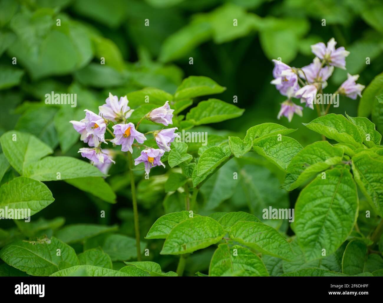 Bellissimi fiori rosa al sole - Solanum crispium. Messa a fuoco selettiva. Foto Stock