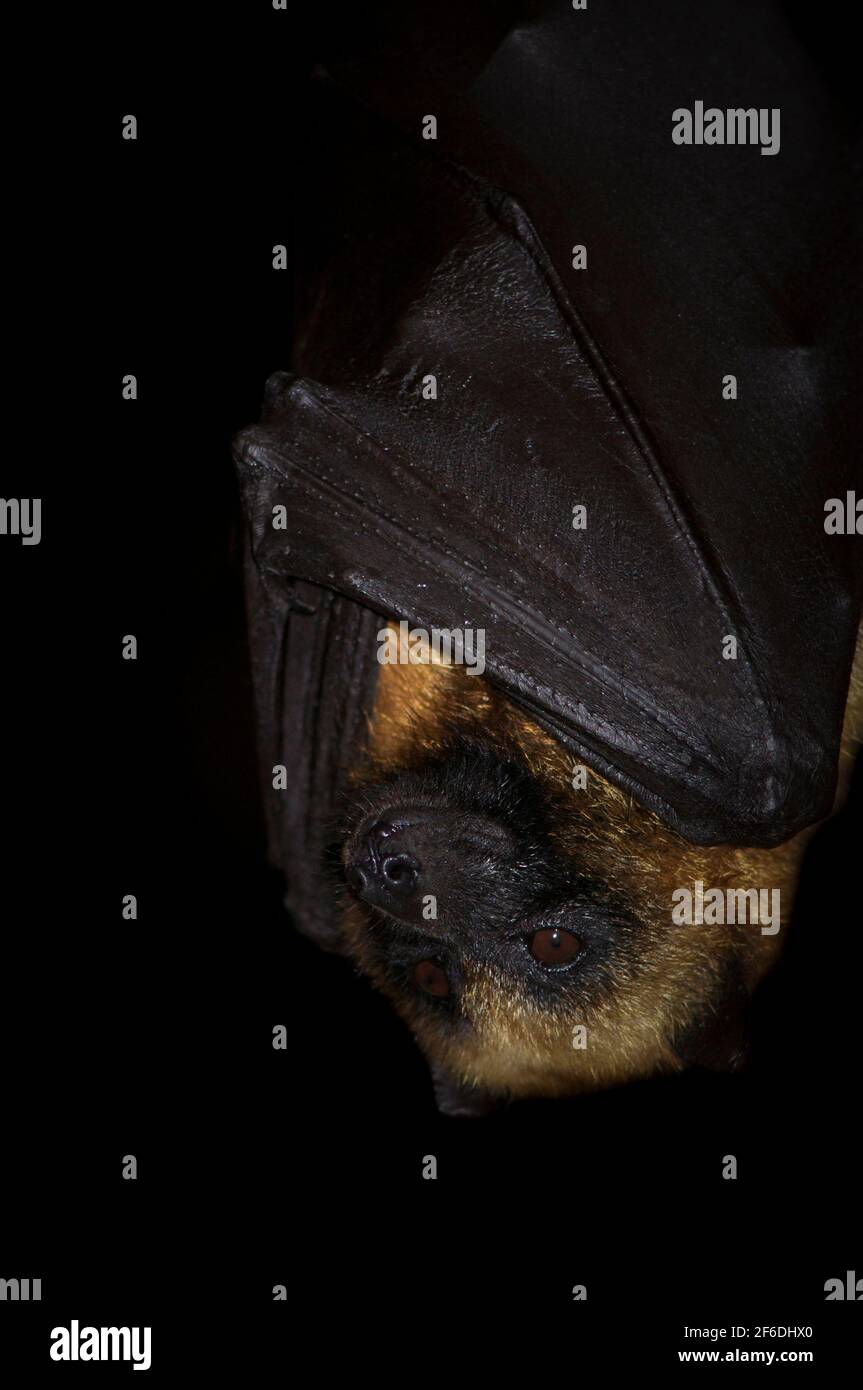 Pipistrello volante appeso su sfondo nero Foto Stock