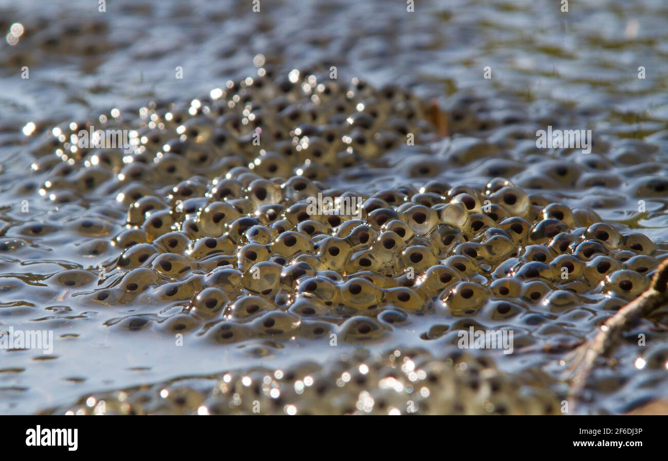 Primo piano di frogspawn in acqua Foto Stock