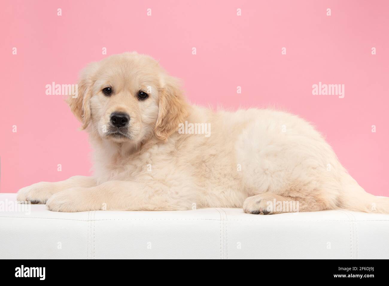 Carino cucciolo Golden Retriever guardando la fotocamera mentre si sdraia giù su un pullman visto dal lato su un sfondo rosa Foto Stock