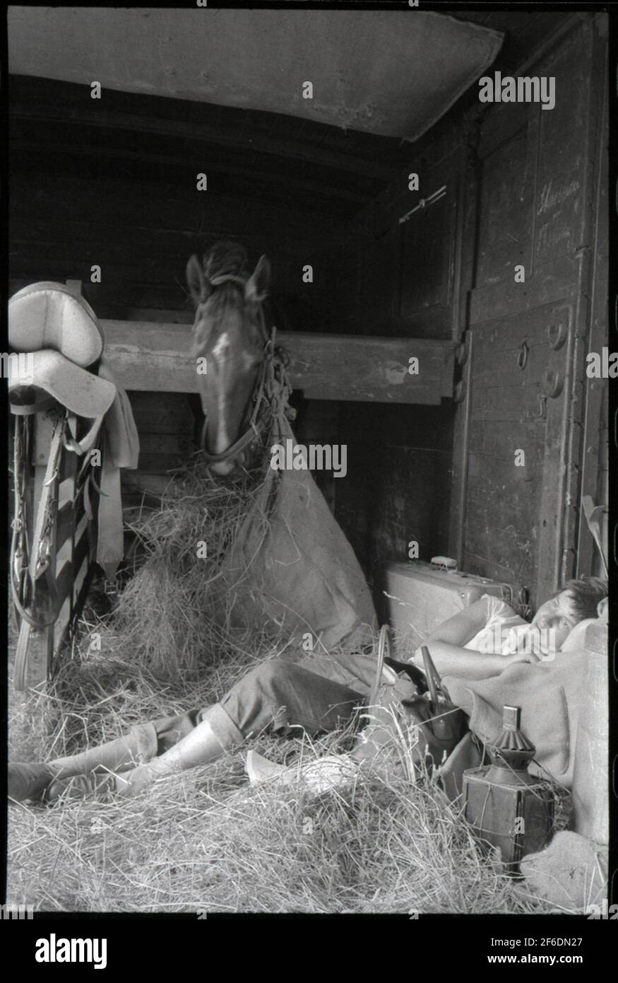 Trasporto di animali. Cavalli di valore sono stati spesso trasportati in carrelli specializzati con i loro caregivers. Foto Stock