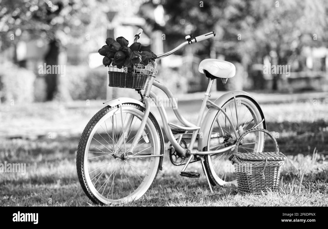 bicicletta retrò con fiori di tulipano in cesto. bicicletta d'epoca nel parco. giardino primaverile con erba verde. natura piena di colori e odori. relax e viaggio Foto Stock