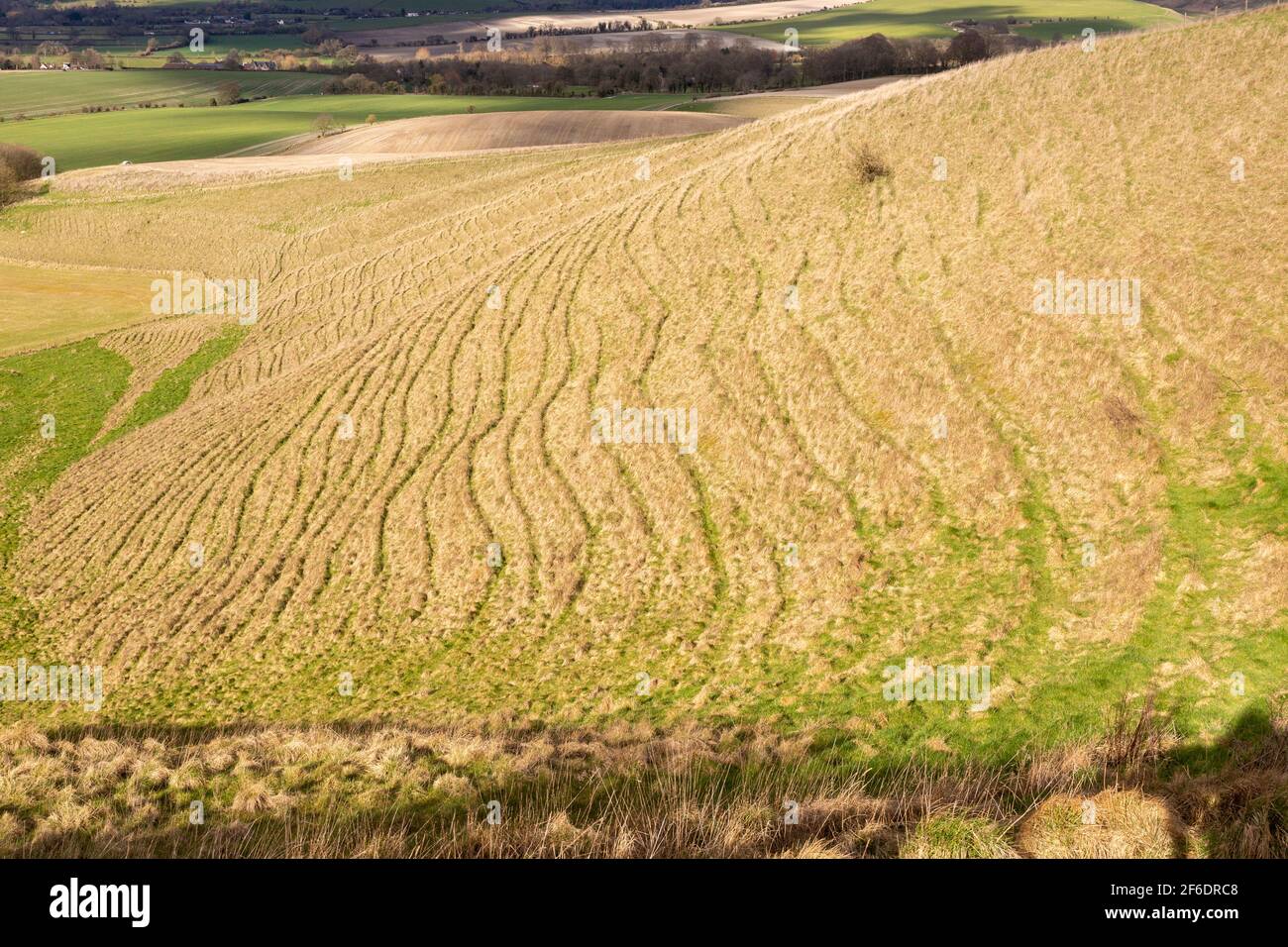 Terracettes Chalk scarp Slope, North Wessex Downs, vicino a Morgans Hill, Wiltshire, Inghilterra, REGNO UNITO Foto Stock