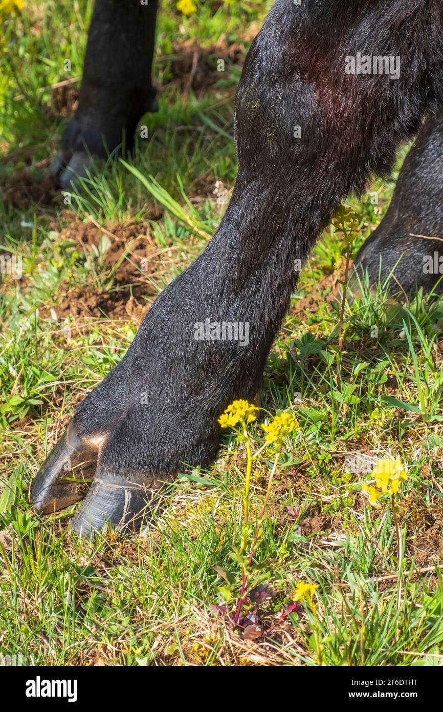 Zoccoli di garofano su una mucca nera Foto stock - Alamy