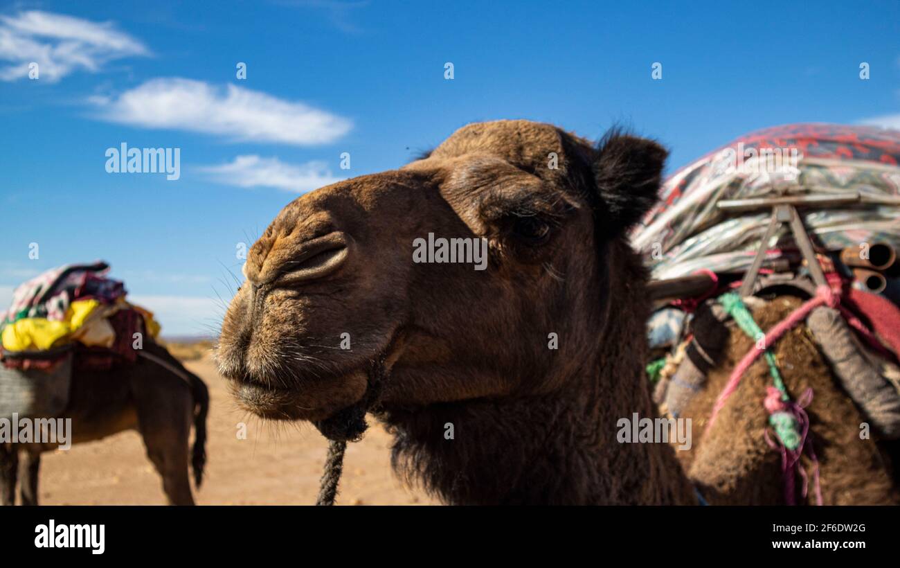 Due oggetti che impacchettano dromedari per una lunga escursione nel deserto marocchino del Sahara in una splendida giornata con cielo blu. Foto Stock