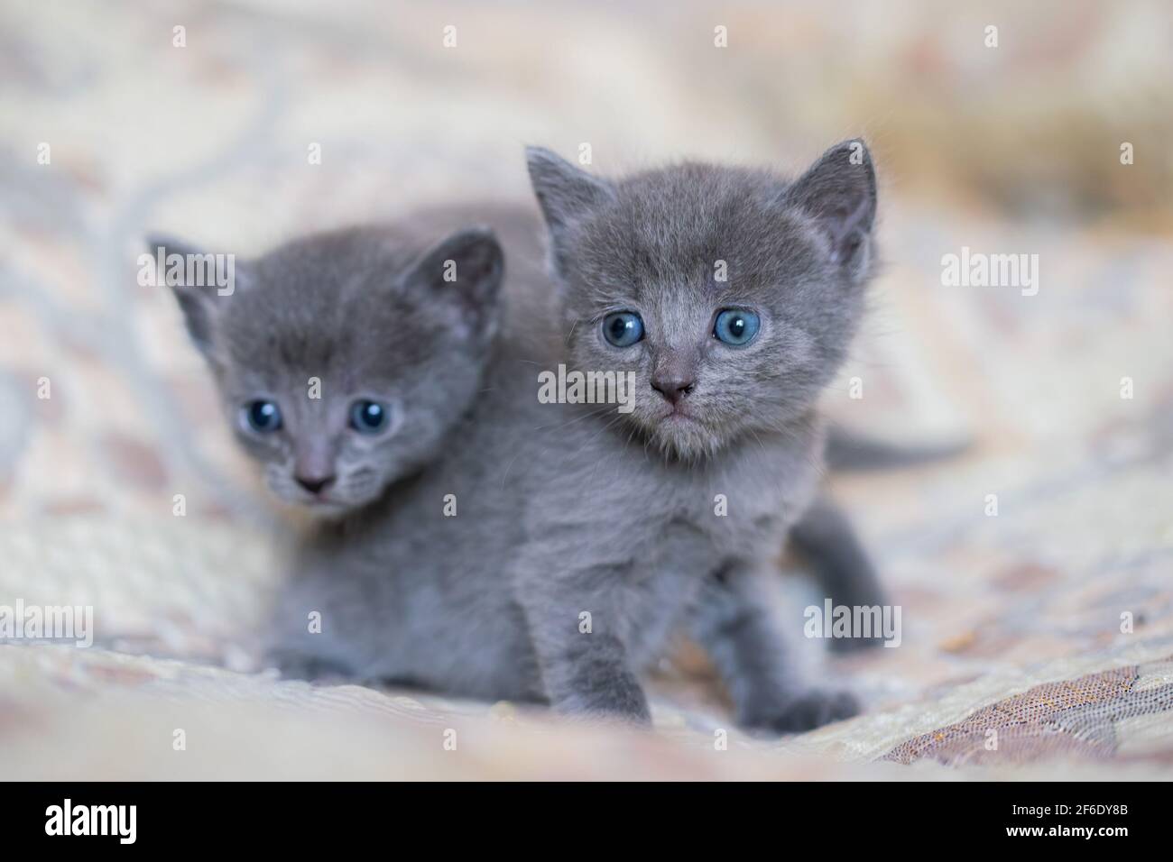 Piccolo gattino grigio a casa su una plaid Foto stock - Alamy