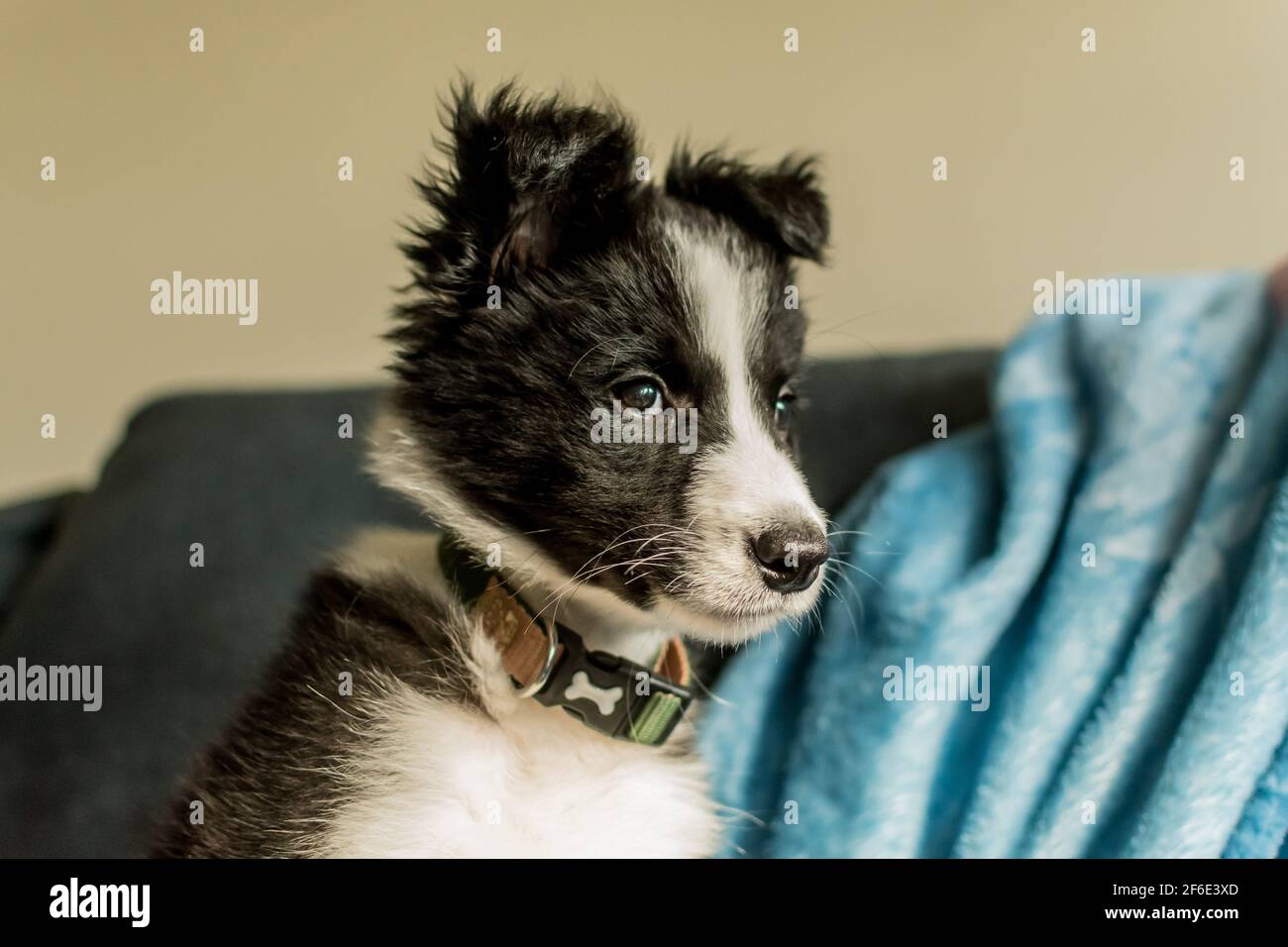 Un piccolo cucciolo carino di collie di bordo guarda lontano dal macchina fotografica mentre si siedono sul divano nella loro nuova casa Foto Stock