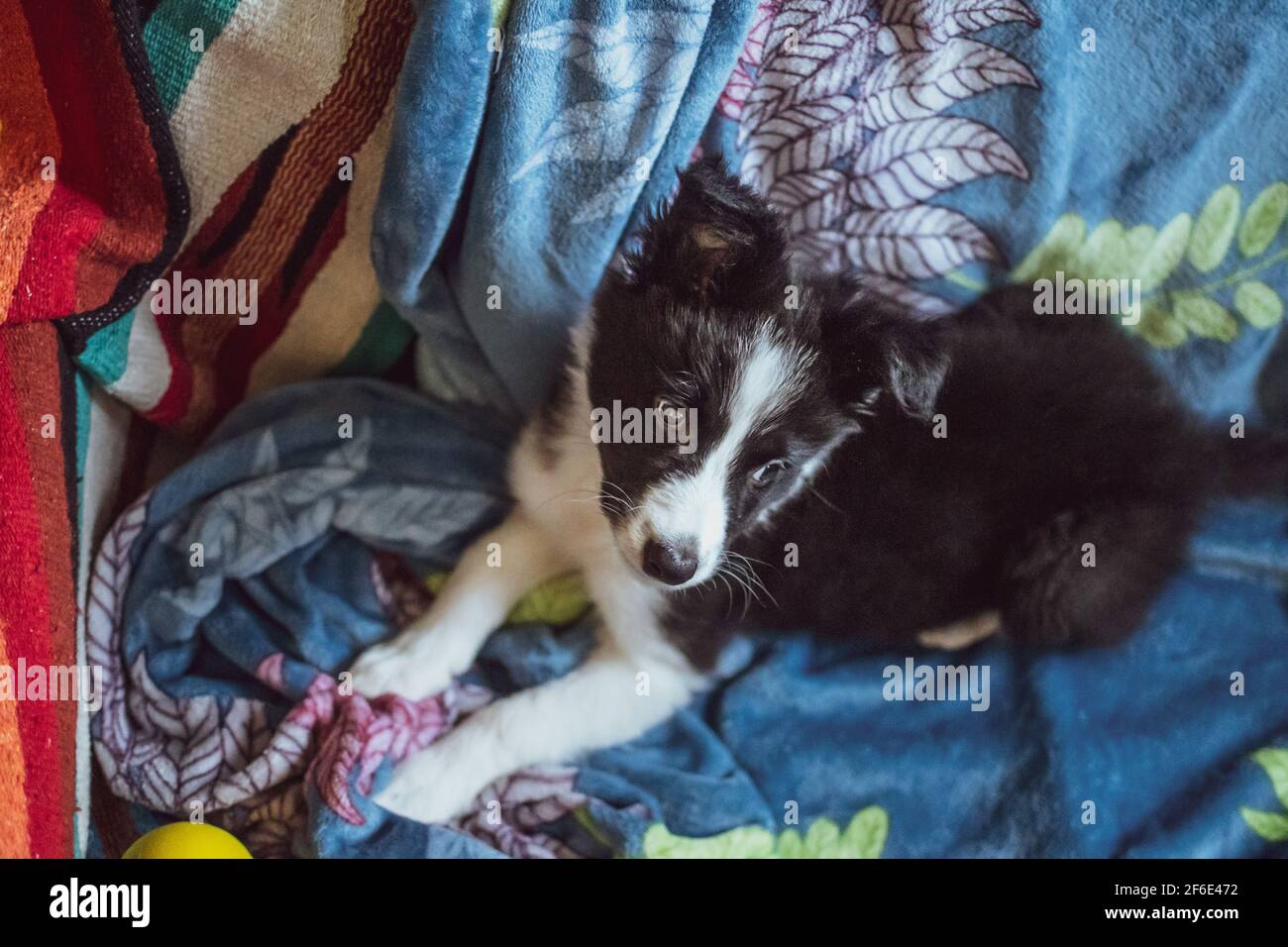 Un carino e soffice cucciolo con bordo bianco e nero si affaccia su una coperta blu a casa Foto Stock