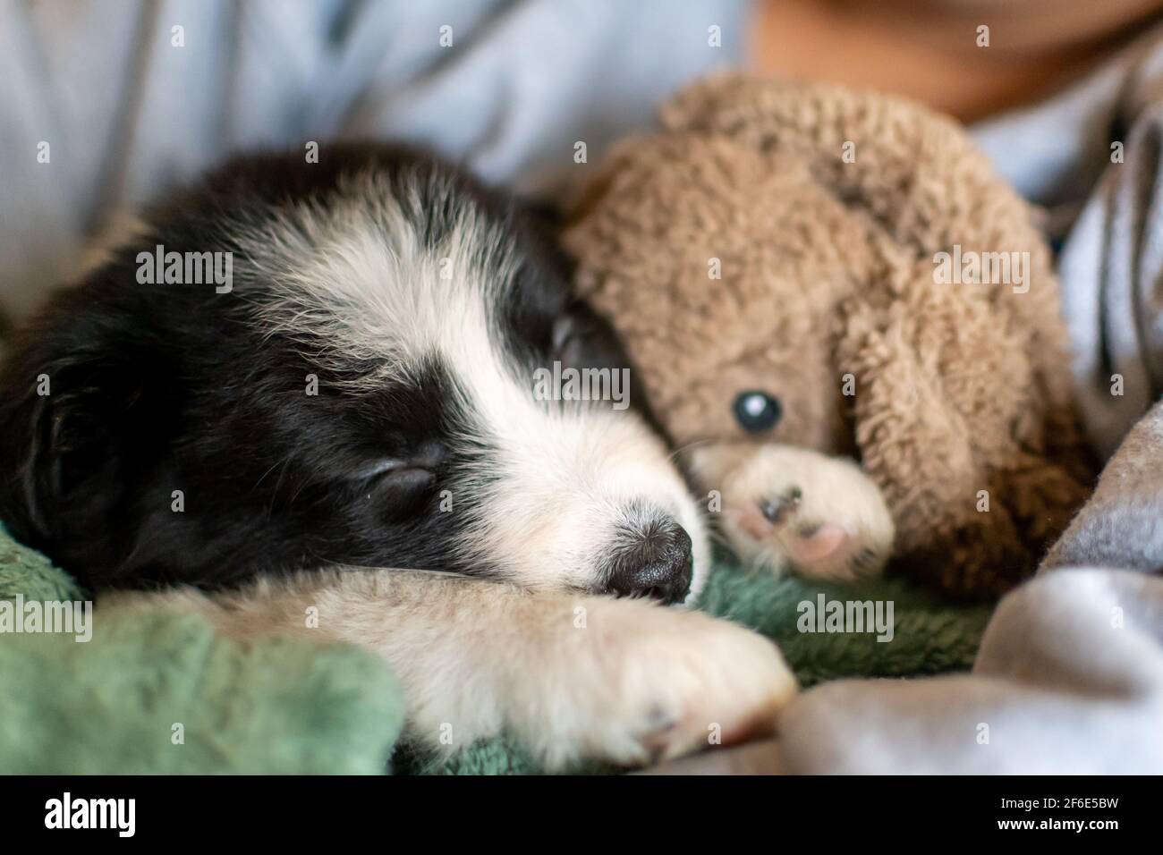 Un cucciolo di collie di bordo molto carino dorme con un giocattolo morbido su una coperta verde tenuto saldamente nelle braccia del suo nuovo proprietario. Foto Stock