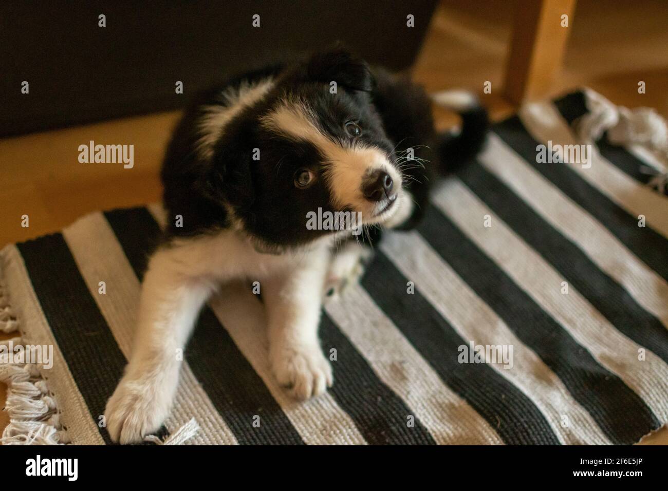 Piccolo carino bordo bianco e nero collie cucciolo graffia su un tappeto Foto Stock