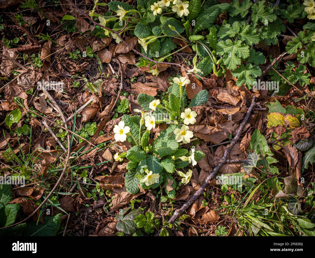 Fiori di primrose gialle che crescono naturalmente nel bosco Foto Stock