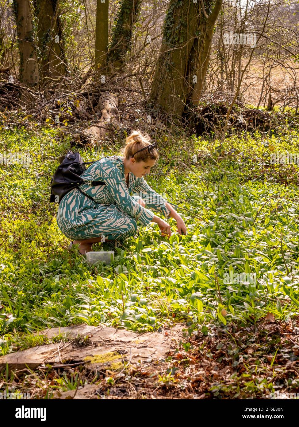 Giovane donna che foraging per aglio selvatico in bosco Foto Stock