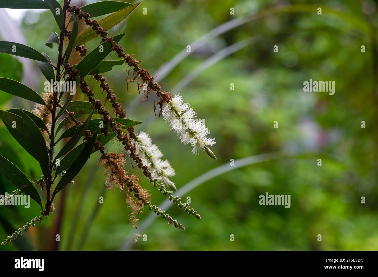 Melaleuca cajuputi fiore, a fuoco basso. L'olio di Cajuput è un olio volatile ottenuto per distillazione dalle foglie di alberi di cajuput Foto Stock