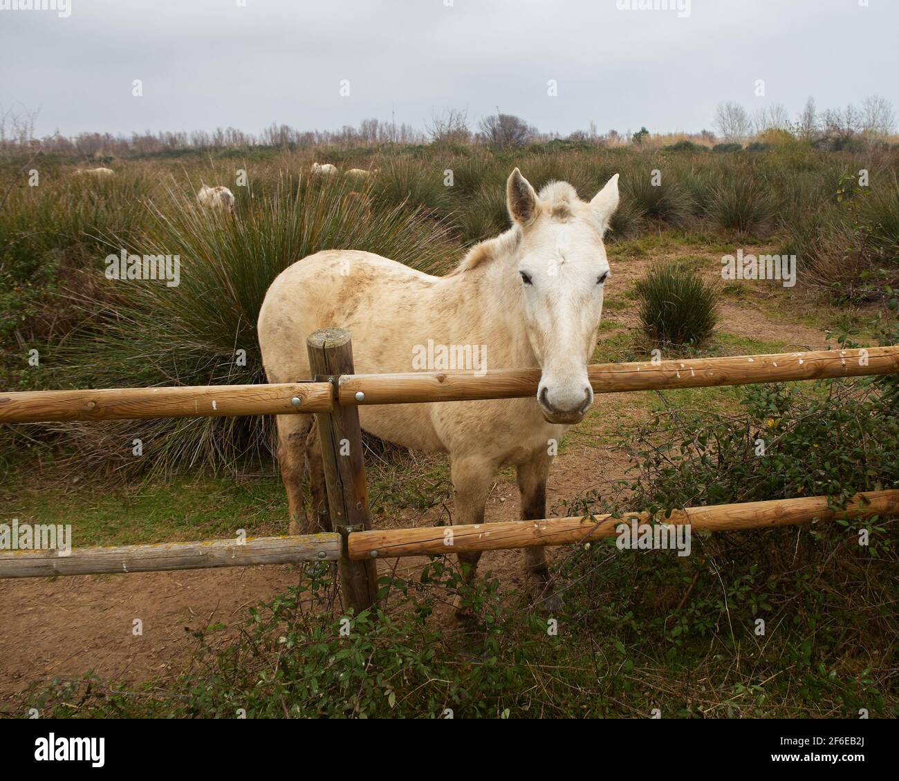 Cavallo bianco che cammina attraverso un prato a El Prat de Llobregat, Catalogna Foto Stock