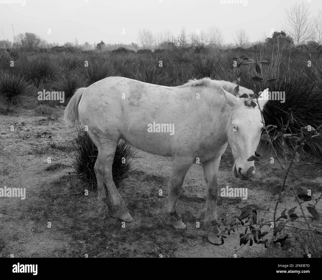 Cavallo bianco che cammina attraverso un prato a El Prat de Llobregat, Catalogna. Foto in bianco e nero Foto Stock