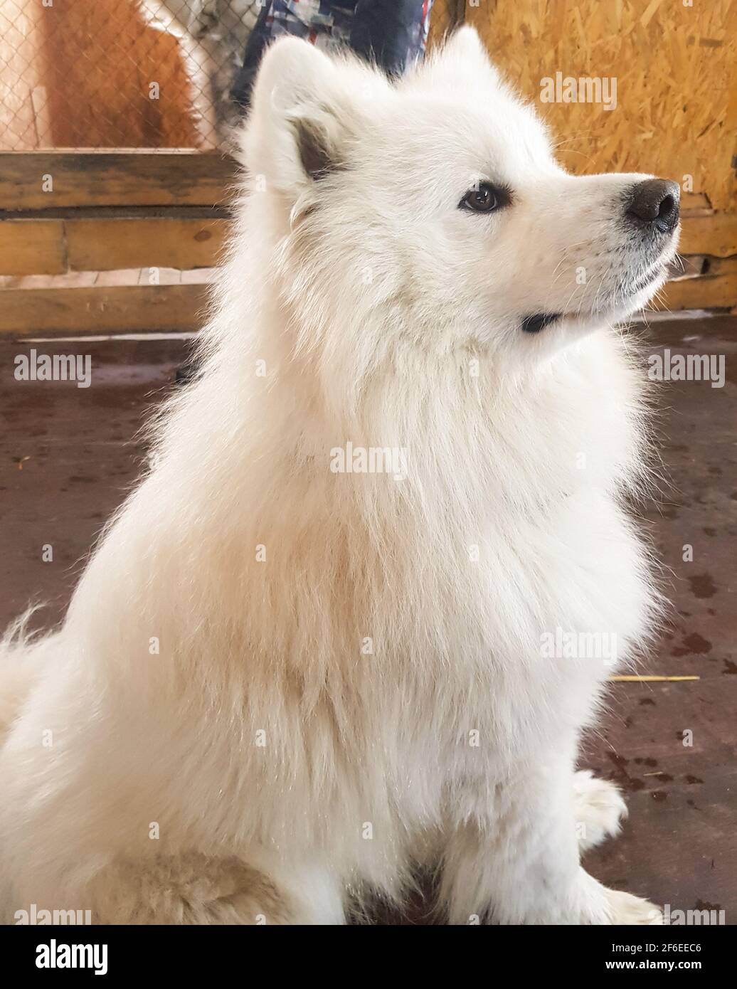 Carino cane bianco Samoyed posa seduta sul pavimento e guarda via, immagine verticale Foto Stock