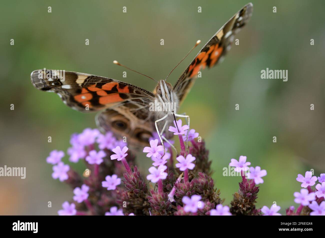 Una signora dipinta americana (Vanessa virginiensis) farfalla a cavallo di un fiore Verbena, posa frontale, con i suoi probosci all'interno di un fiore Foto Stock