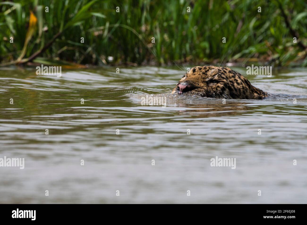 una giaguaro, Panthera onca, nuotando nel fiume. Foto Stock
