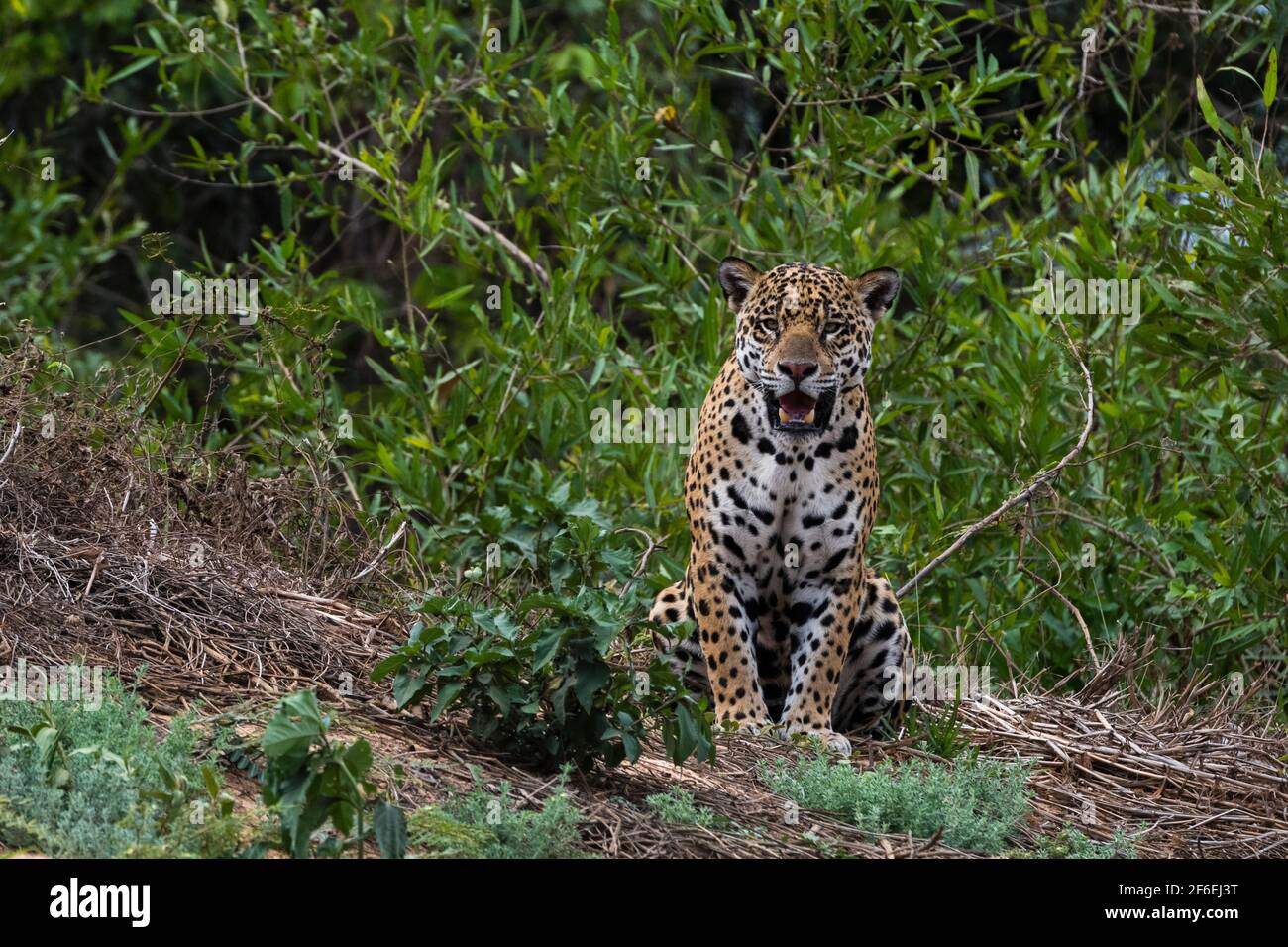 una jaguar, Panthera onca, in piedi. Foto Stock