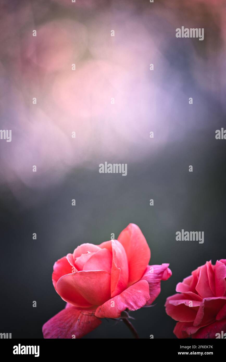 Rosa rose rosse e bokeh morbido. Concetto di romanticismo, amore, fragilità Foto Stock