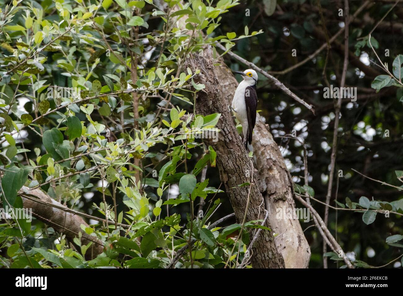 Picchio bianco (Melanerpes candidus), Pantanal, Mato Grosso, Brasile. Foto Stock