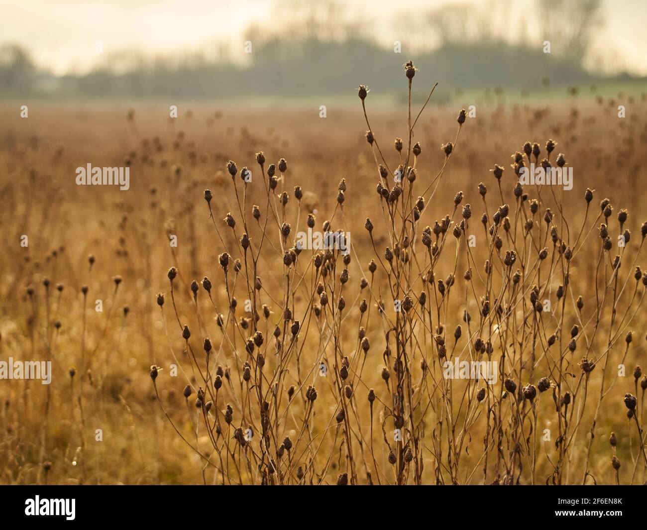 Steli e teste di semina essiccati davanti a un'impressionante sfocatura de-focalizzata e avvolta dalla nebbia della stessa pianta che si estende fino all'orizzonte. Foto Stock