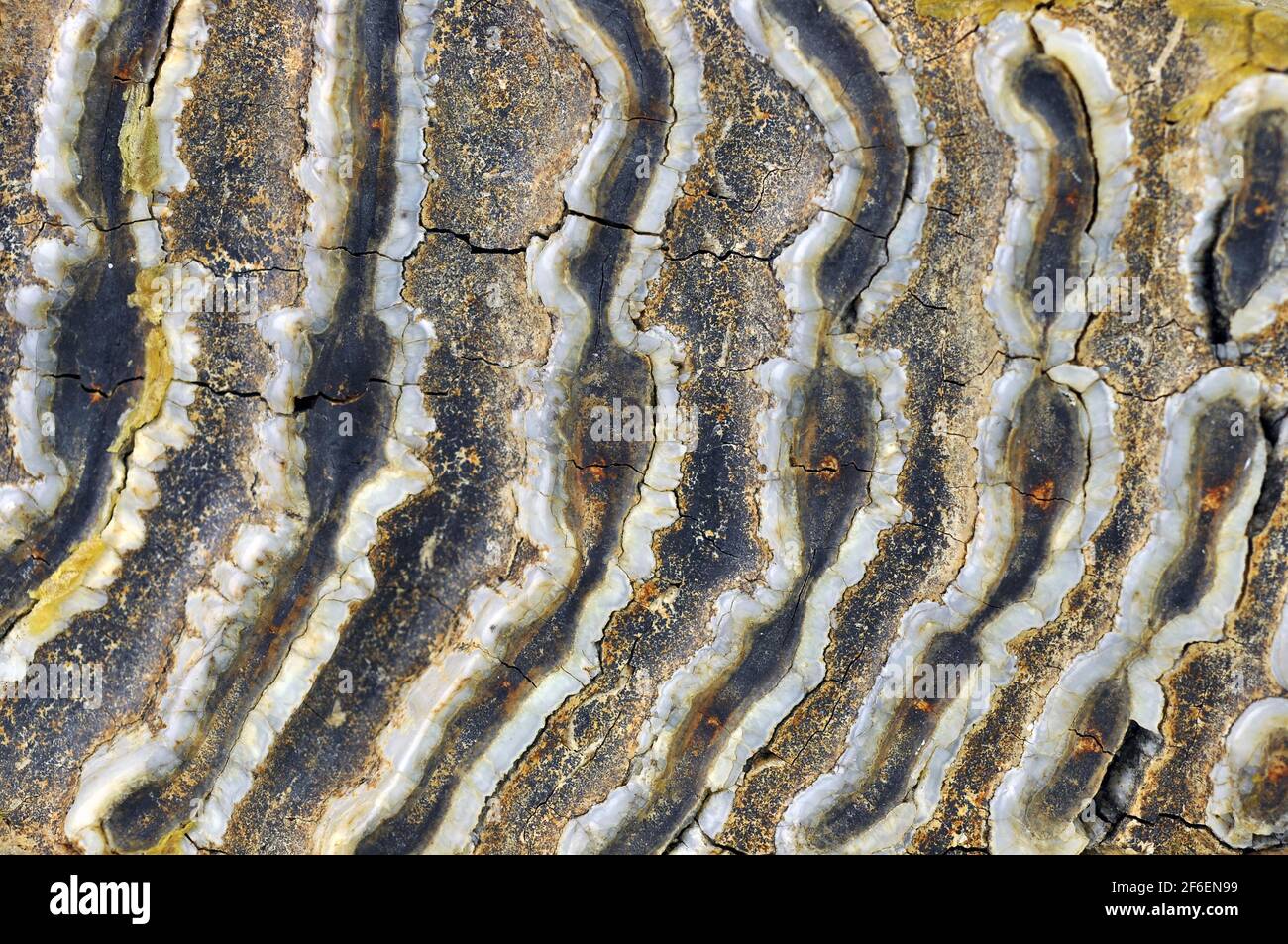 Consistenza del dente di mammut. Vista in primo piano. Foto Stock