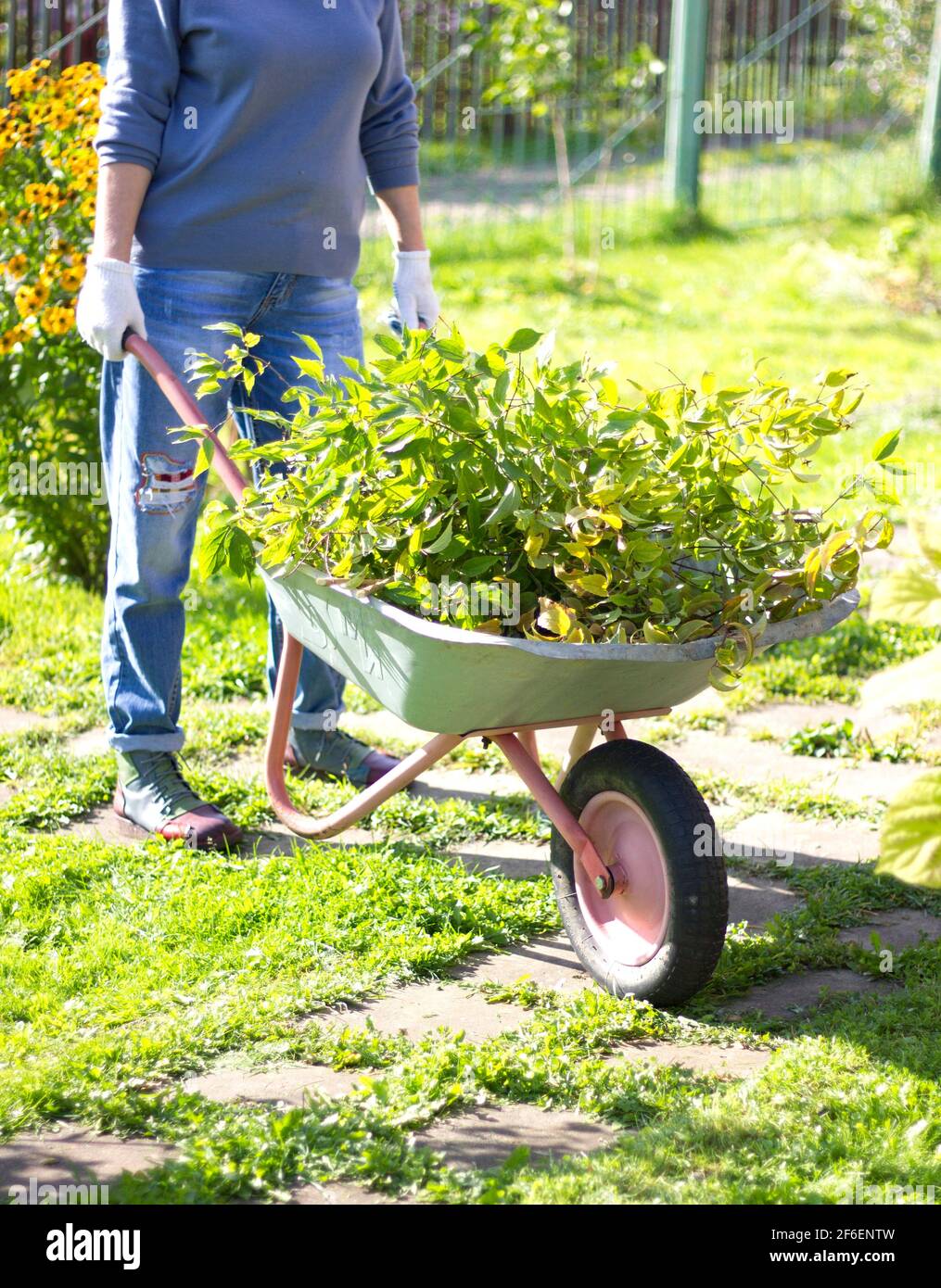 giardinaggio works. una ragazza in guanti porta rami asciutti in un carrello. lavoro primaverile nel giardino e orto. Foto Stock