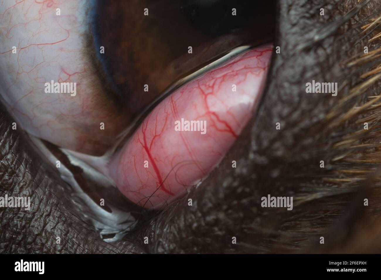 macro foto di una vascolarizzazione degli occhi di ciliegia nel cane Foto Stock