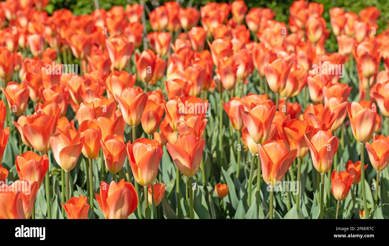 Tulipani arancioni in primavera Foto Stock