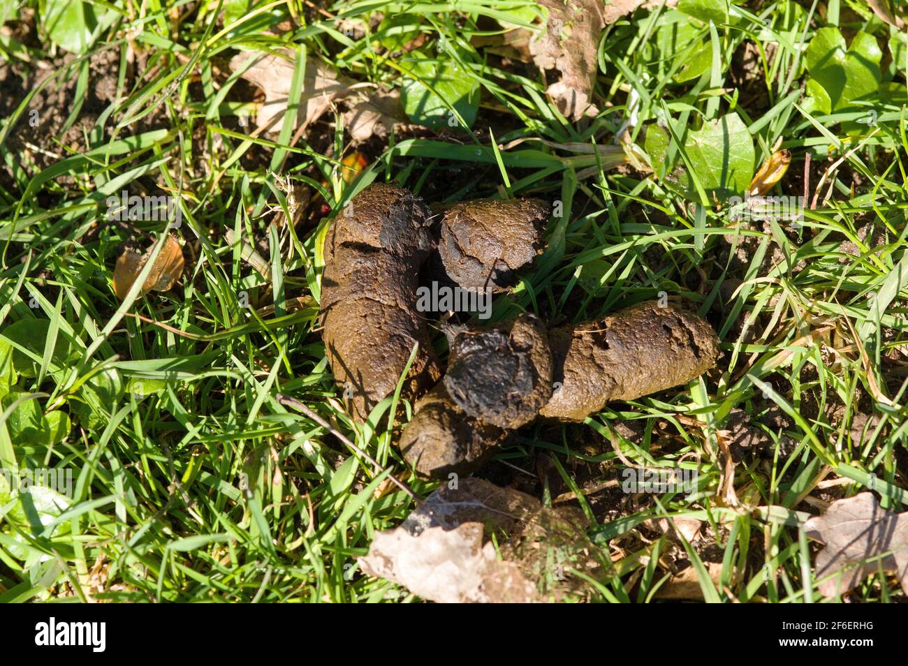 Closeup di feci di cane nell'erba Foto stock - Alamy
