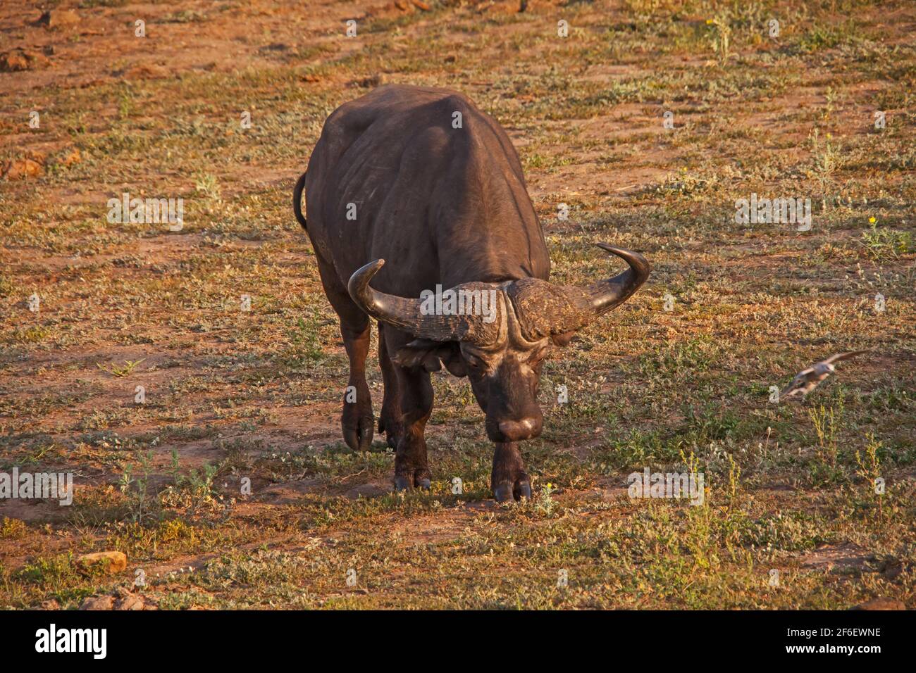 toro di Buffalo di Capo singolo. 13653 Foto Stock