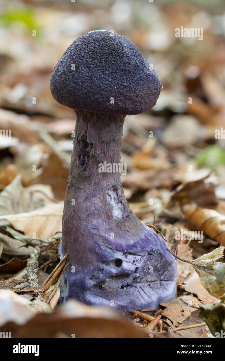 Primo piano di straordinari funghi porpora tufted nella foresta su terreno fogliare Foto Stock