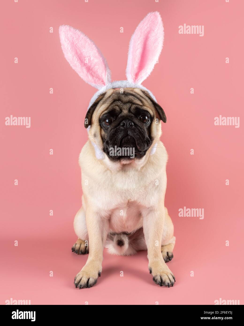 Cane Pug divertente che indossa orecchie coniglietto pasquale su sfondo rosa. Foto Stock